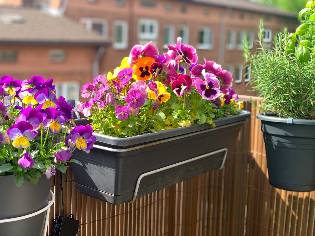 viole del pensiero sul balcone