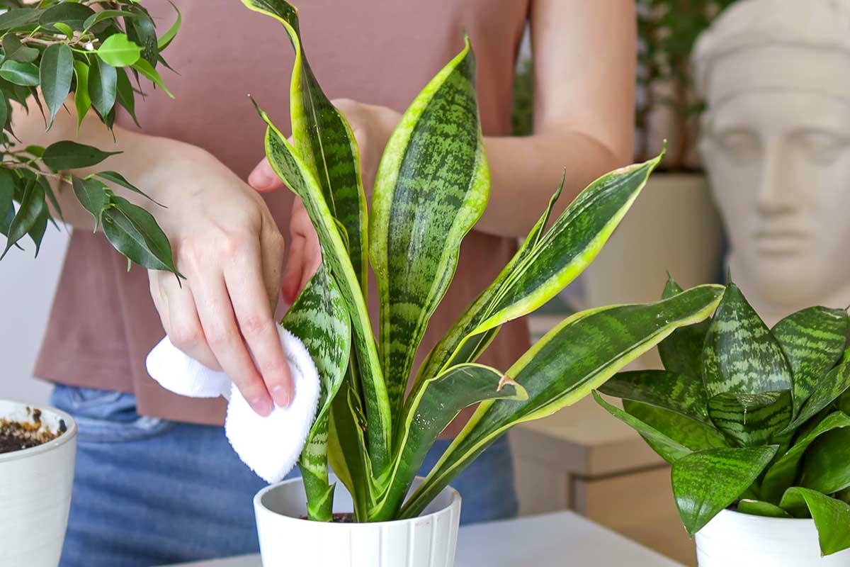 Sansevieria moscerini.