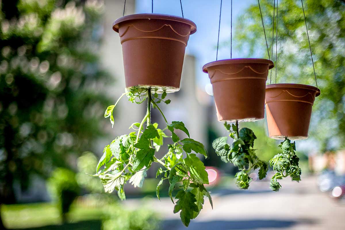 coltivare le piante di pomodoro a testa in giù