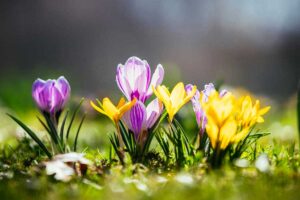 Fiori primaverili belli e a portata di tutti: una lista da non perdere Fiori primaverili belli e a portata di tutti.