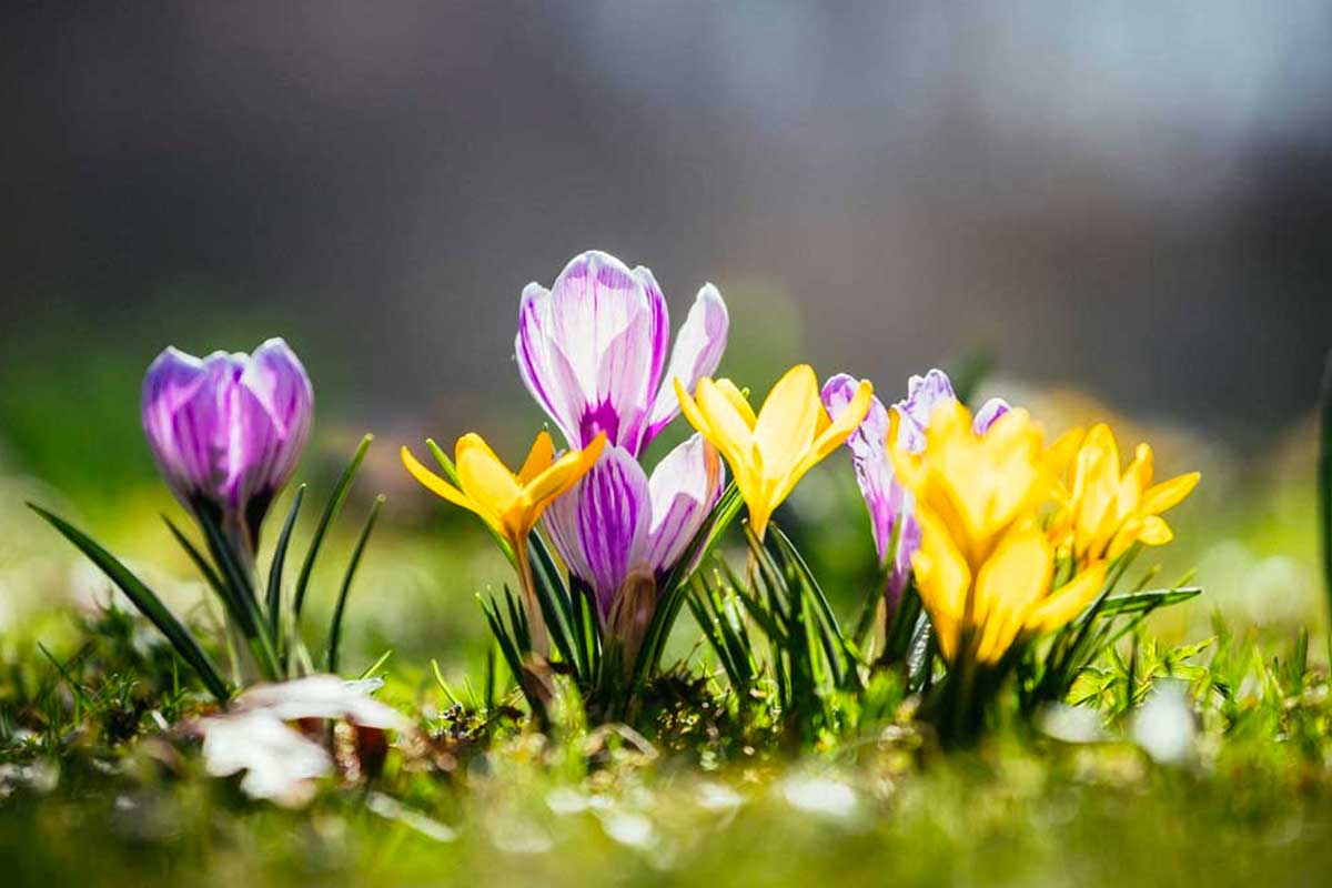 Fiori primaverili belli e a portata di tutti.