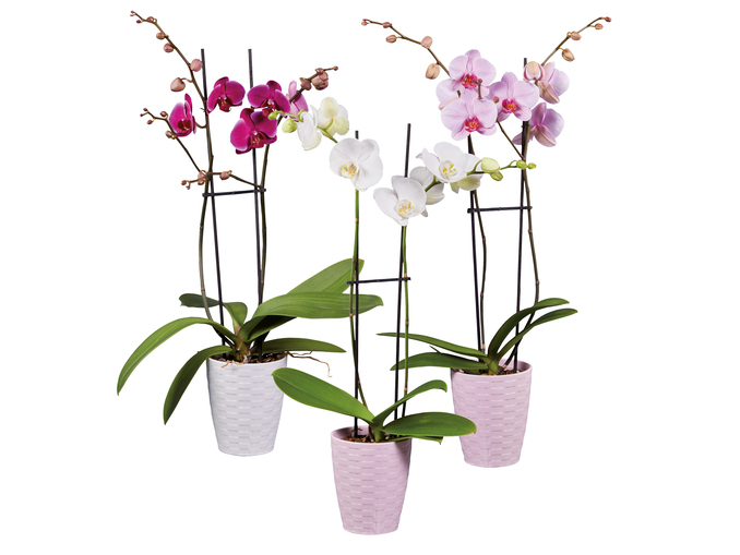 Phalaenopsis, un'elegante orchidea sul volantino Lidl questa settimana.