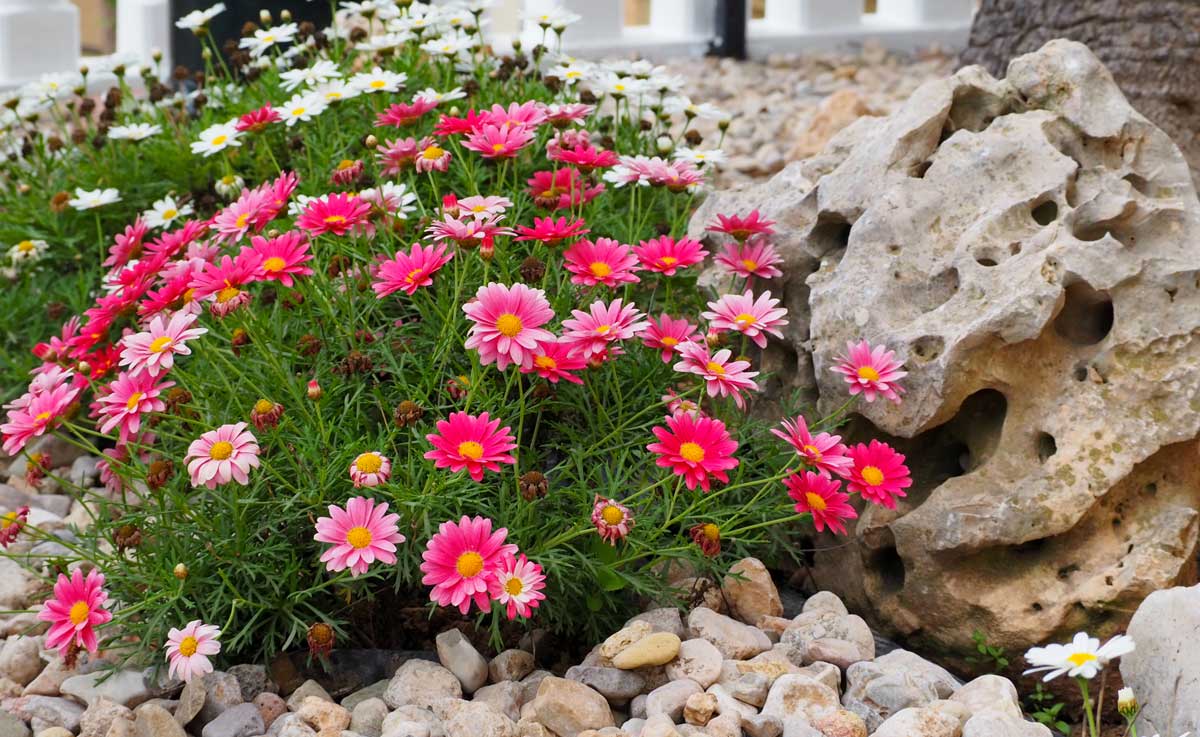 Aiuola con pietre di montagna e fiori rosa bellissimi.