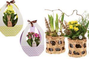 Volantino Lidl: carinissime composizioni floreali per la Pasqua dal 6 aprile volantino Lidl fiori pasqua