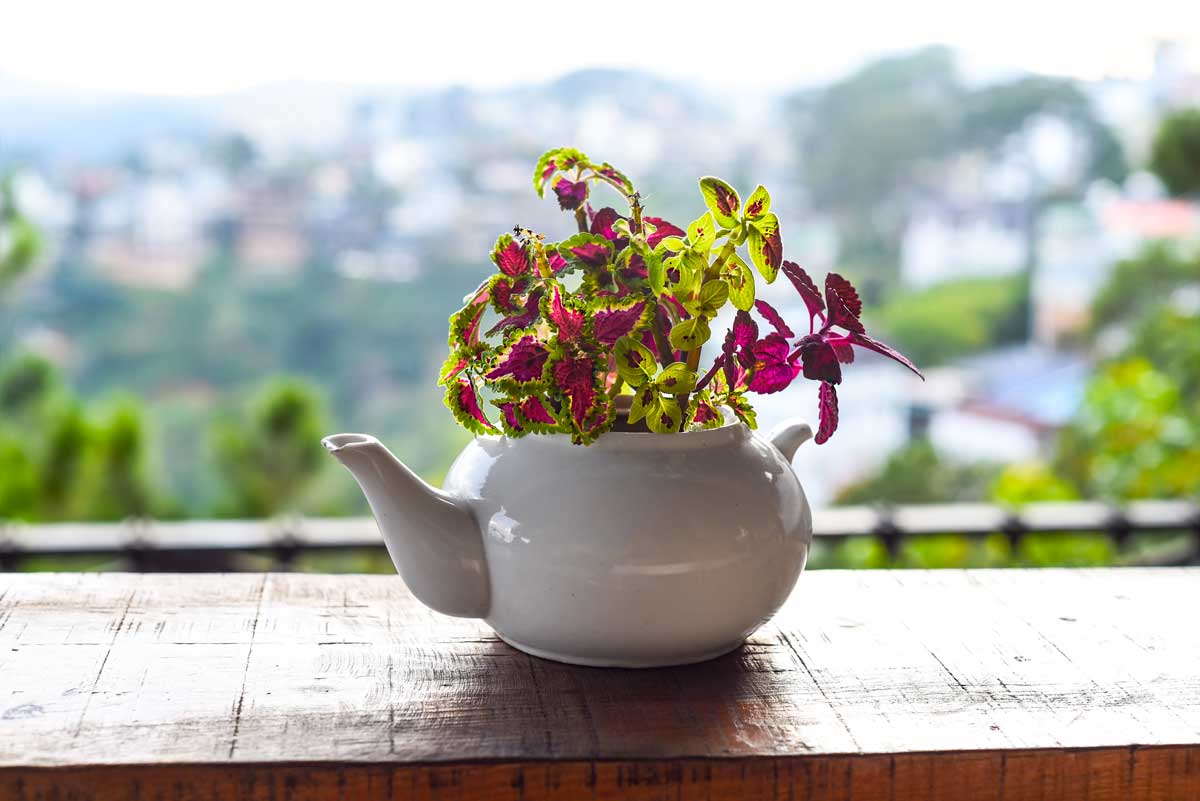 Coleus in tazza da tè.