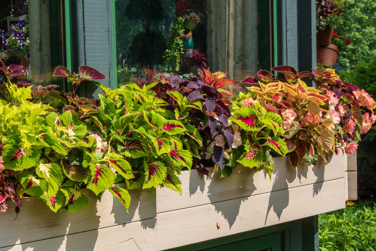 Coleus e begonie sul davanzale balcone