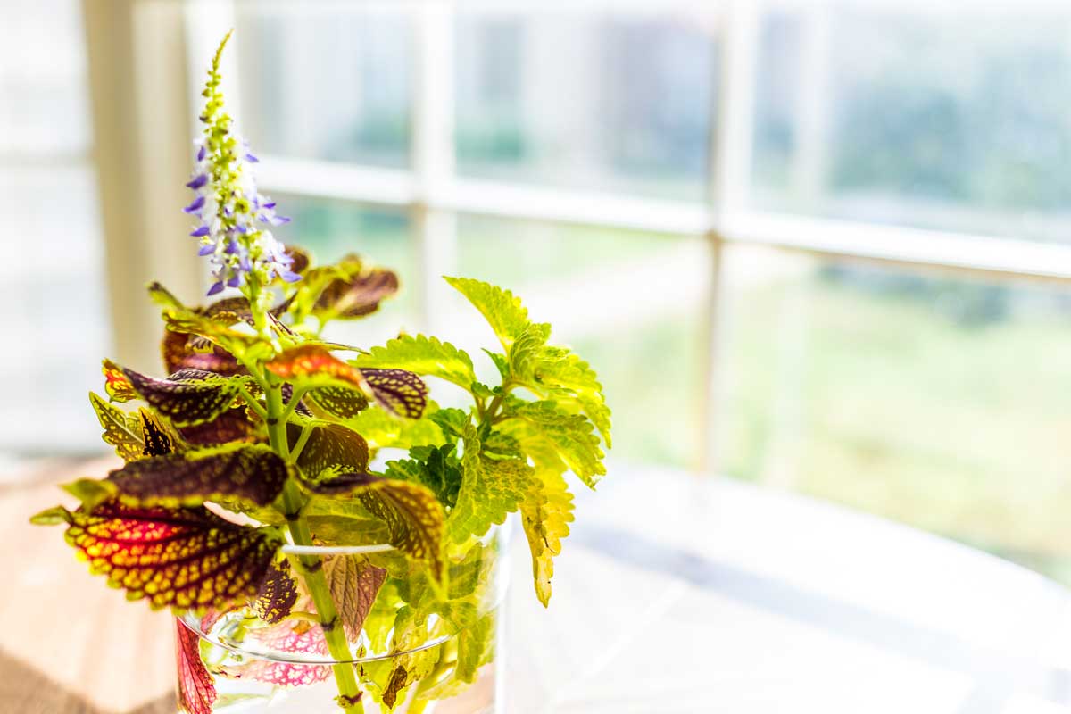 Coltivazione del Coleus in acqua