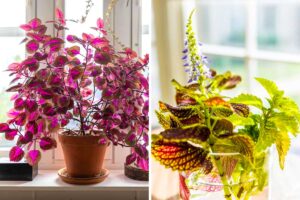 Coleus in vaso, una decorazione meravigliosa per la tua casa: ispirati Coleus in vaso.