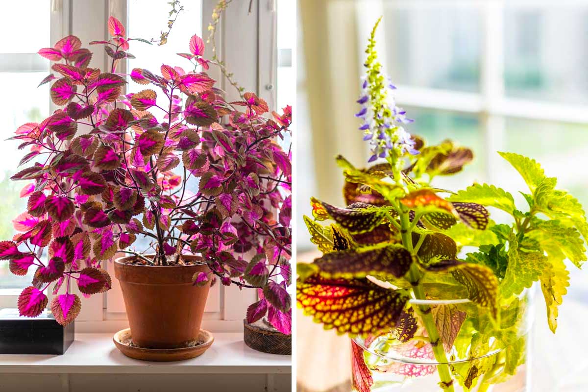 Coleus in vaso.