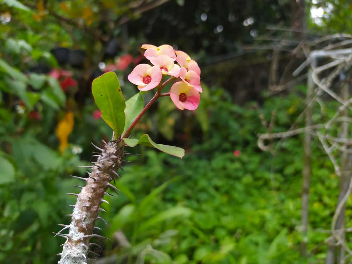 Euphorbia Milli, pianta resistente al sole ideale per aiuola