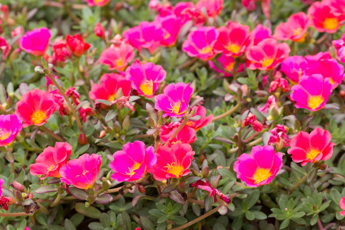 Portulaca fucsia, bellissima nelle aiuole.