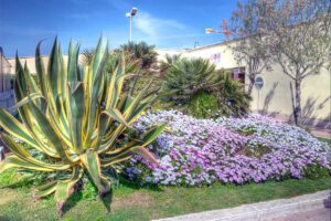 Aiuola durevole con piante resistenti al sole che richiedono anche poca acqua: LISTA aiuola durevole con piante resistenti al sole