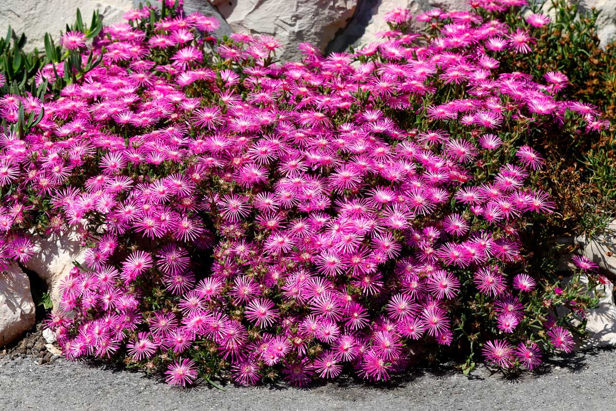 aiuola durevole con Delosperma Cooperi