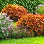 aiuole spettacolari con la Coleus