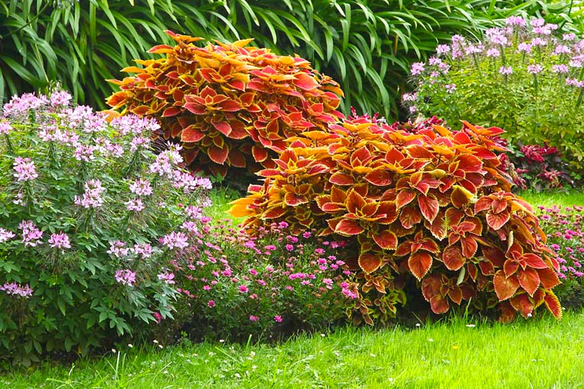 aiuole spettacolari con la Coleus