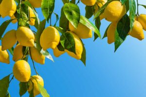 Albero di limoni: tecniche e accorgimenti per un raccolto più ricco albero di limoni raccolto più ricco