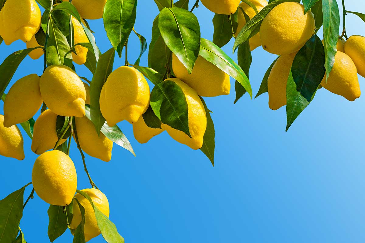 albero di limoni raccolto più ricco