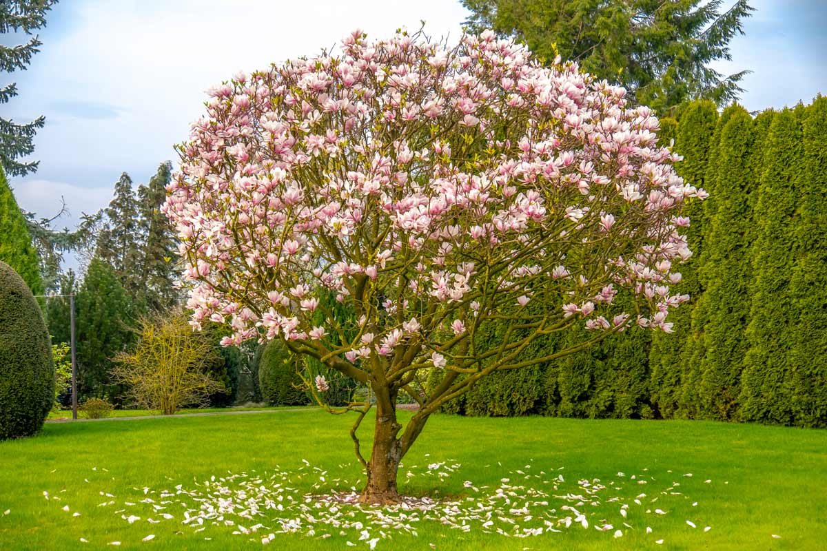 coltivare la magnolia