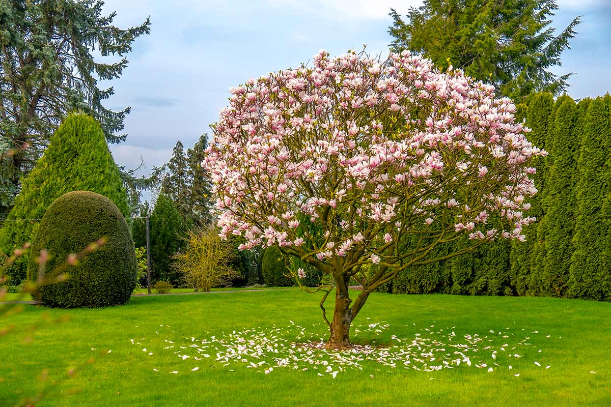 coltivare la magnolia