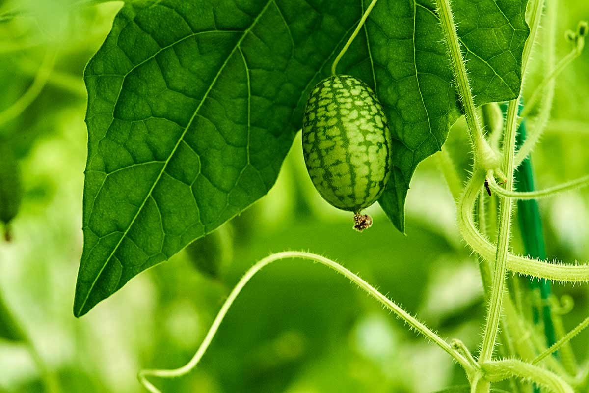 coltivazione del cucamelon