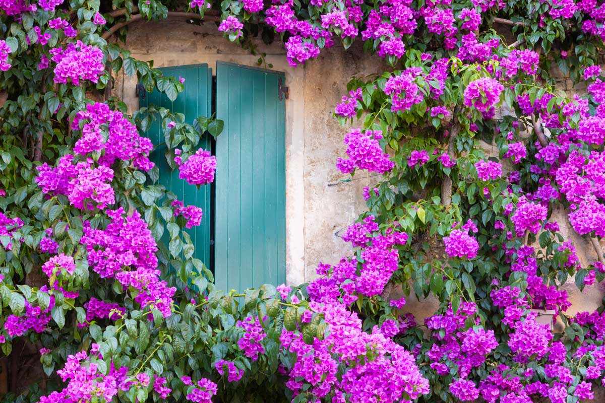 Idee per decorare il giardino con la Bouganville.