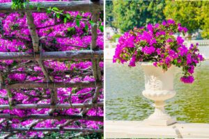 Bouganville: idee brillanti per un giardino meraviglioso Bouganville, idee in giardino