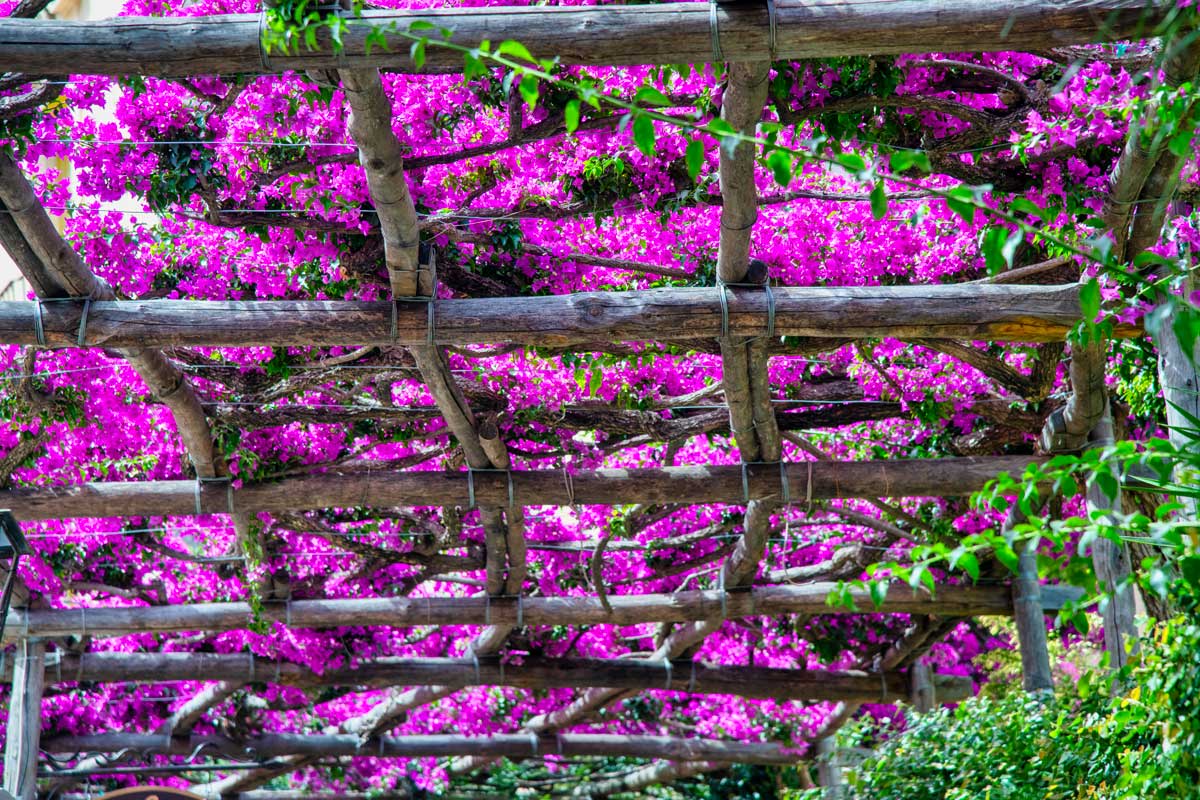 bouganville su pergola