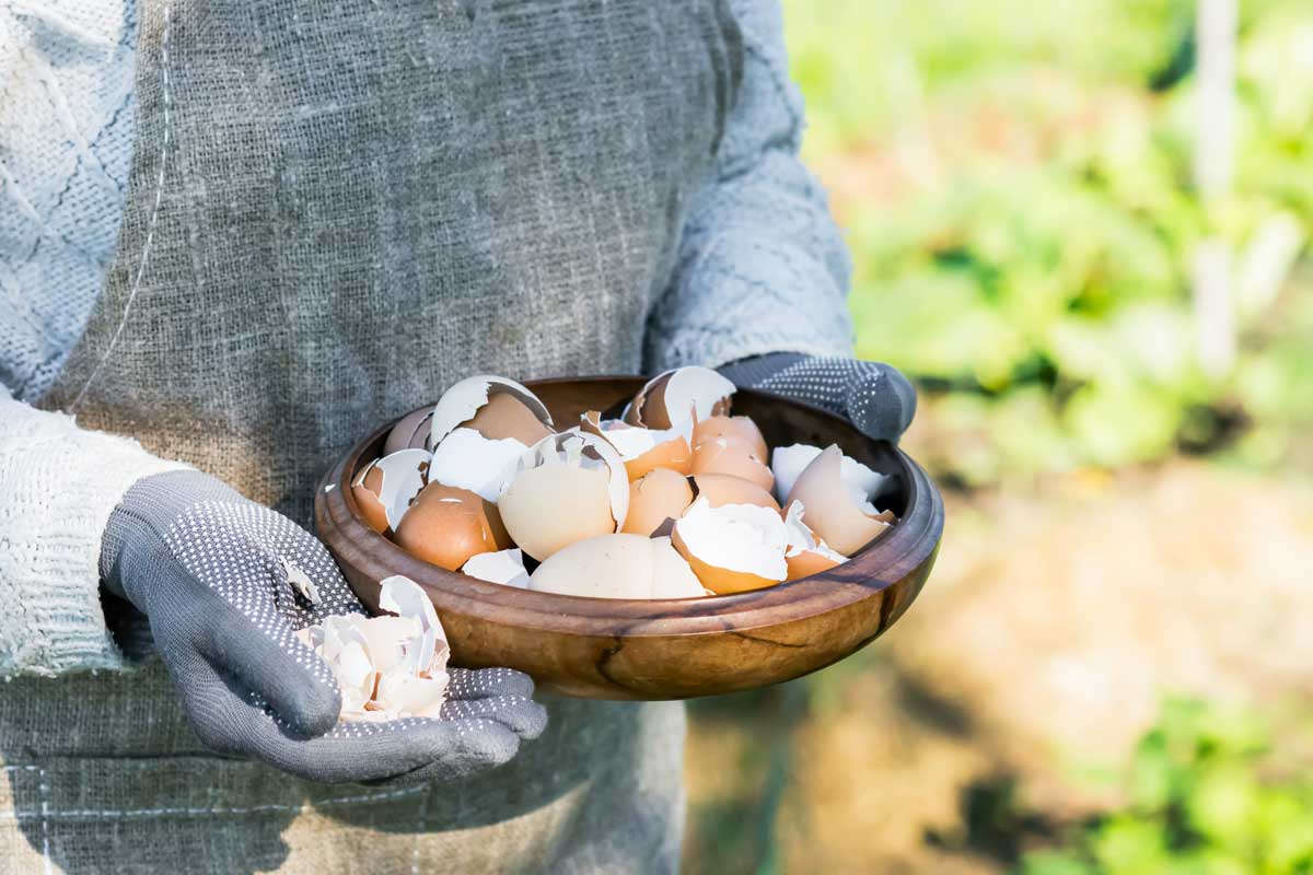 fertilizzante naturale con gusci d'uovo