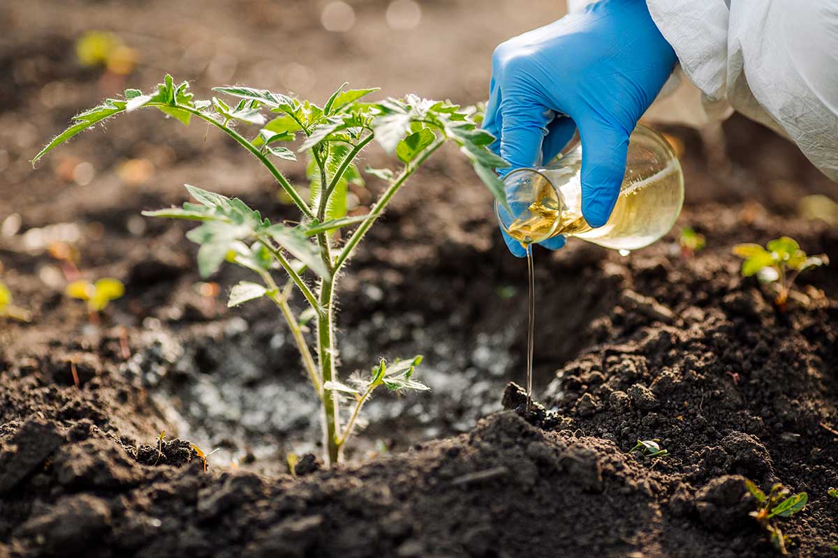 fertilizzante naturale con gusci d'uovo