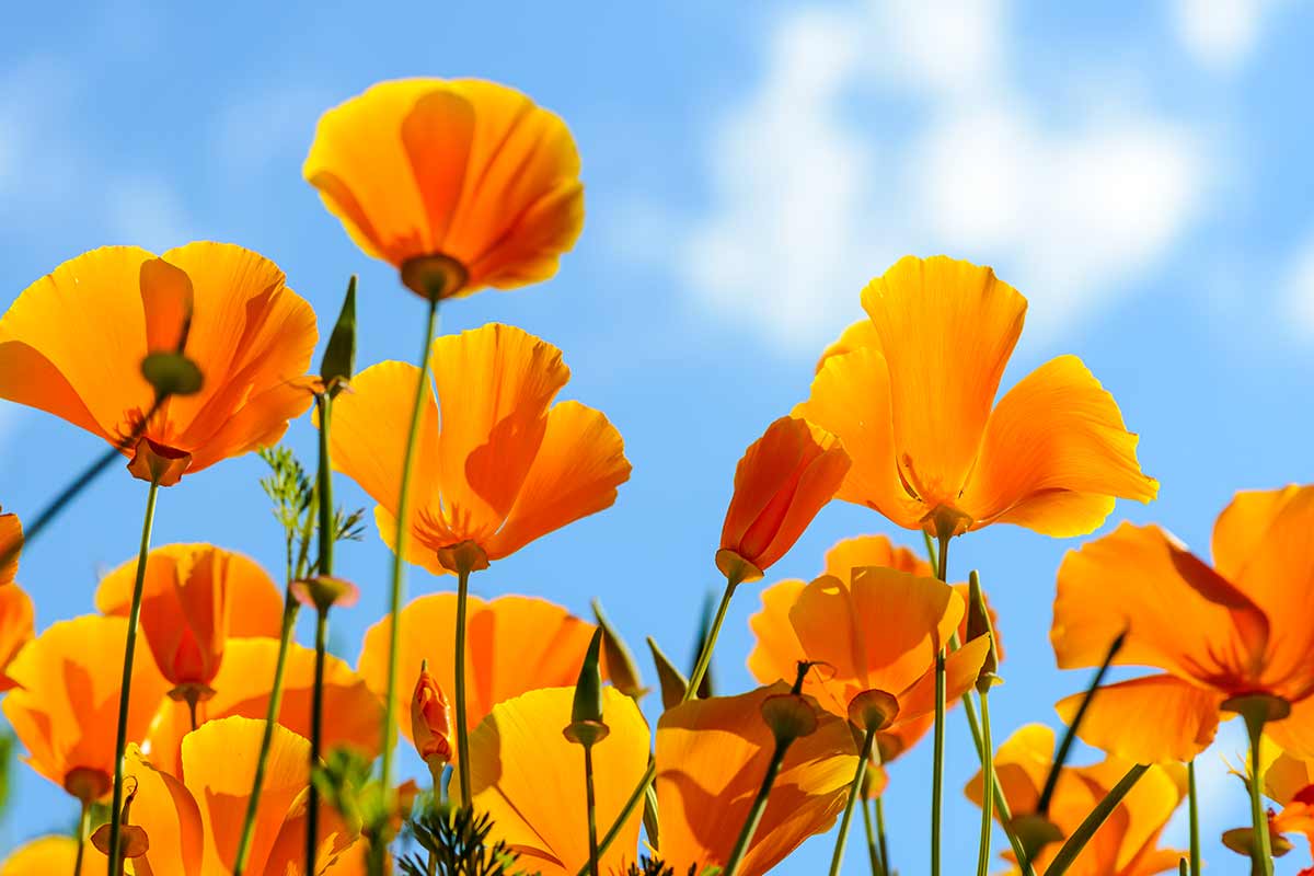 fiori e piante arancioni, Papavero Arancione