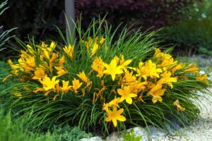 20 fiori perenni che ritorneranno a stupirvi ogni anno in giardino fiori perenni in giardino