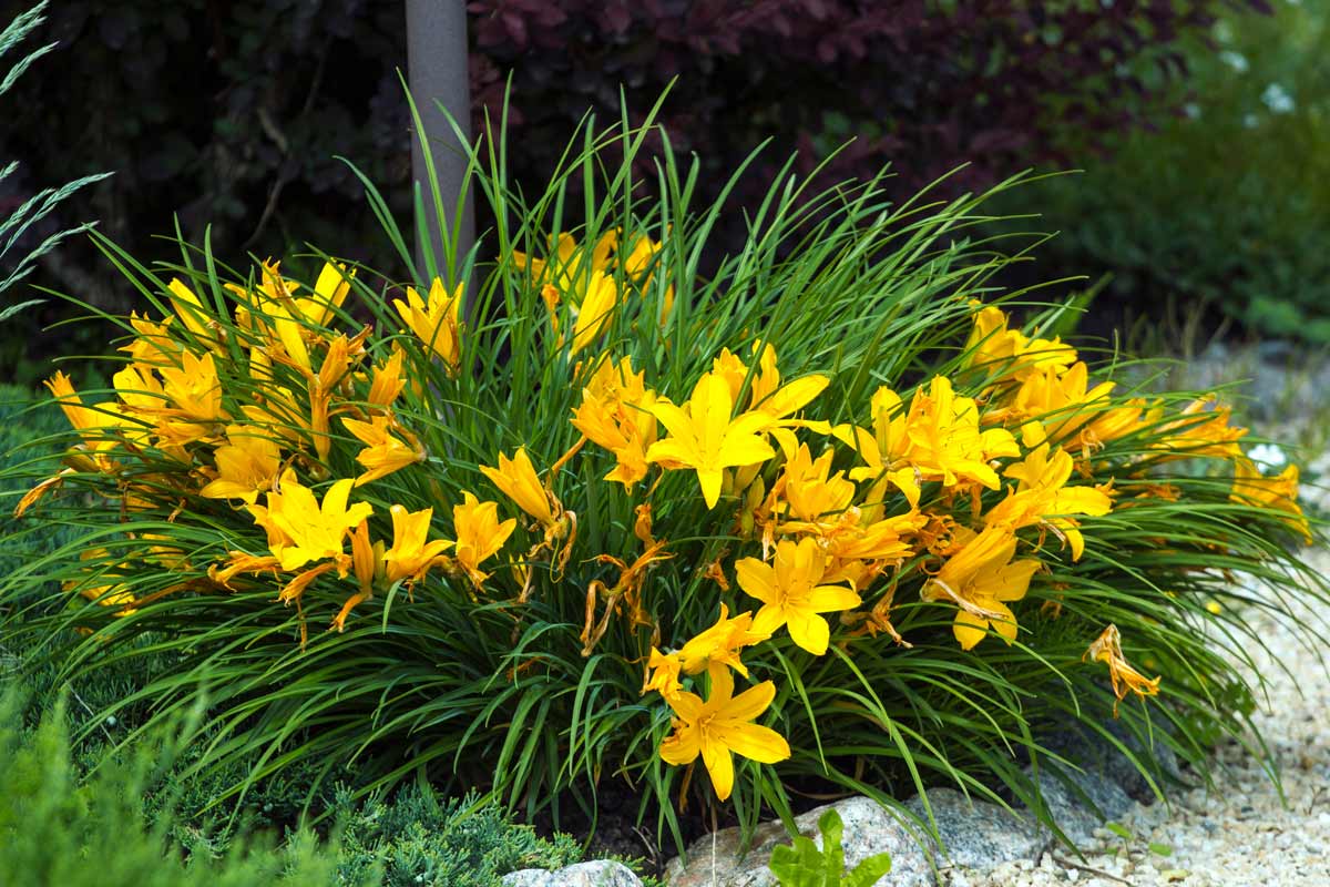 fiori perenni in giardino