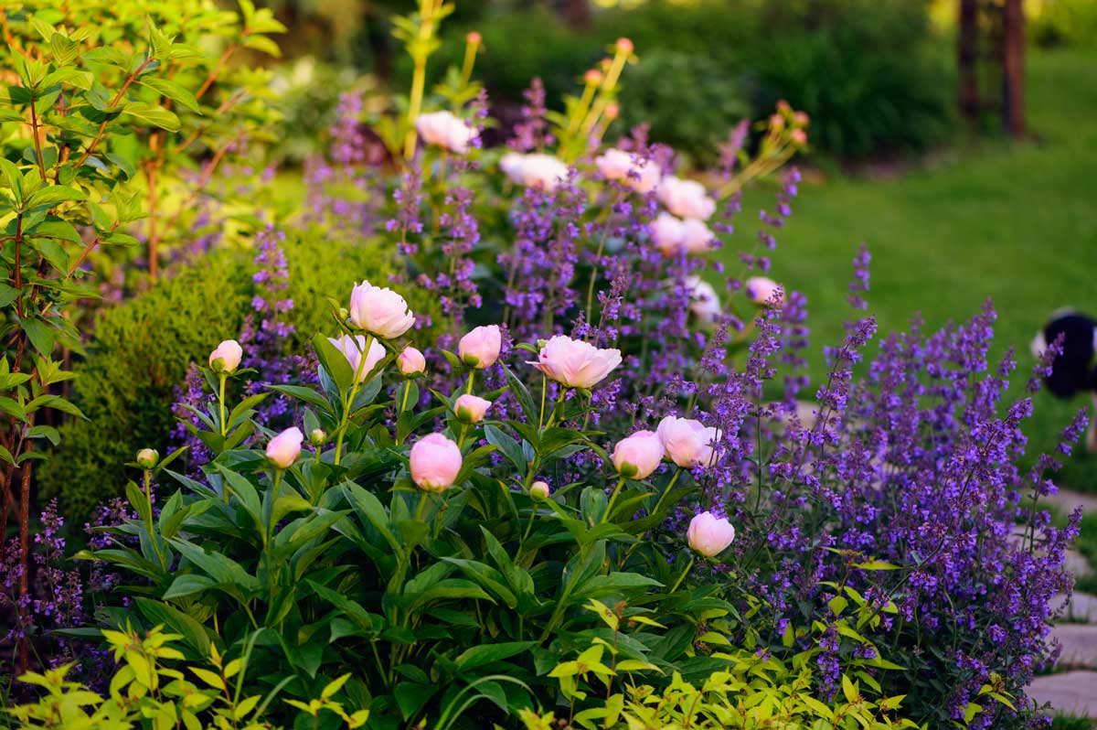 Peonie: fiori maestosi