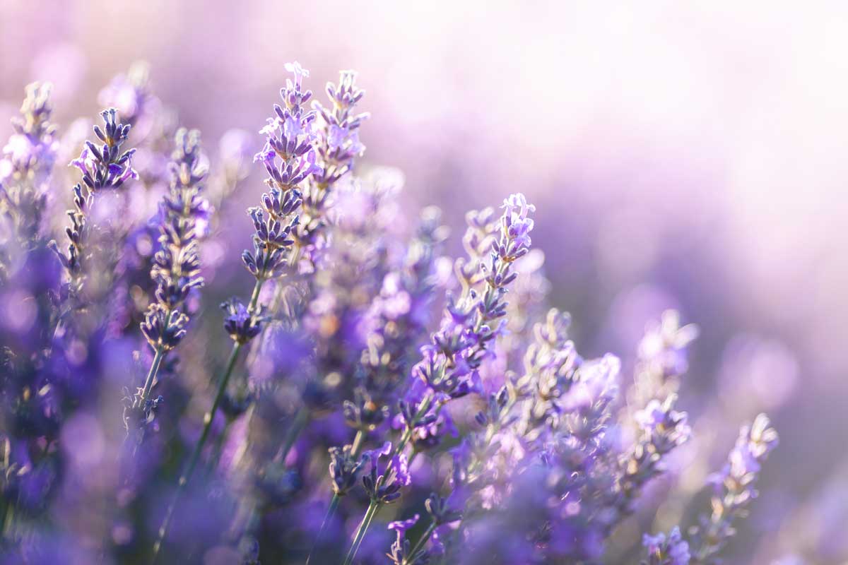 Lavanda: profumo di Provenza