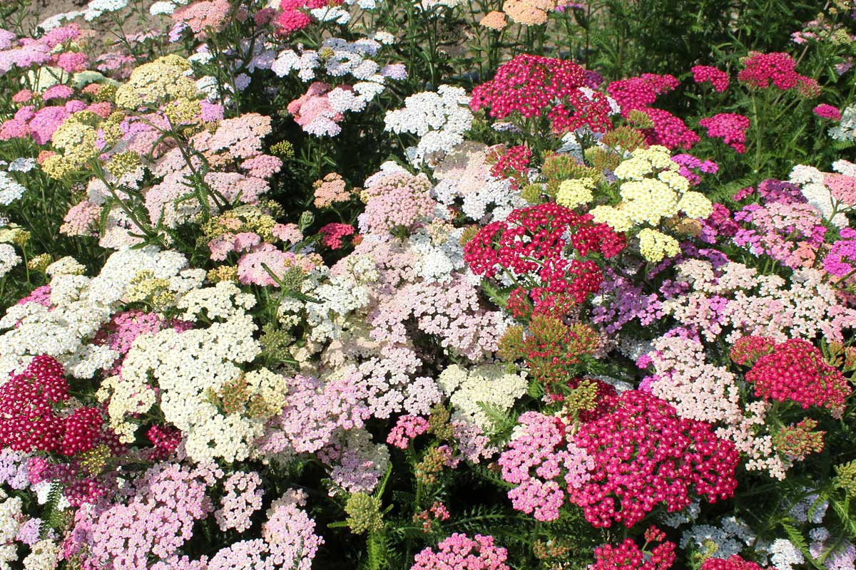 Achillea millefoglie