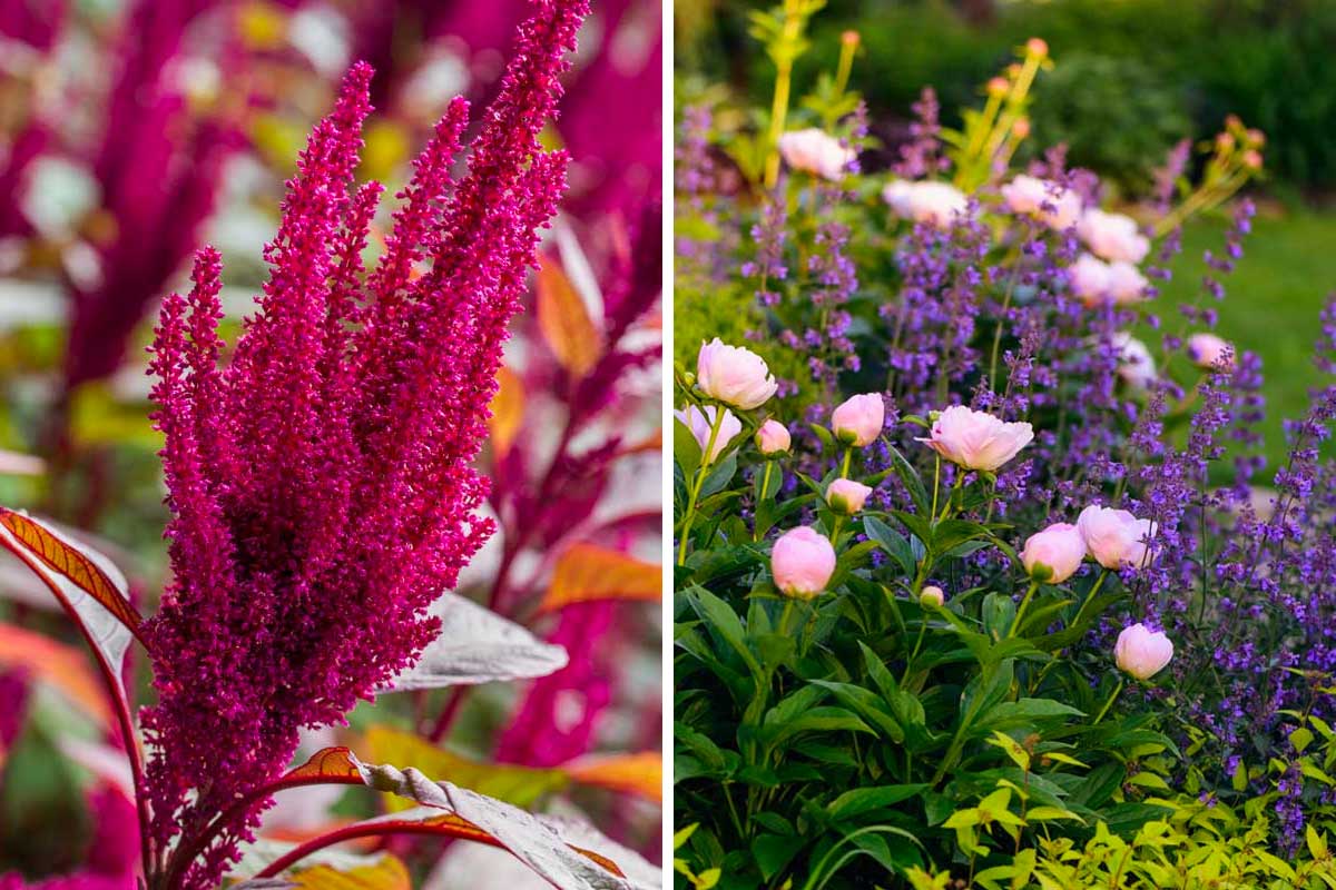 Fiori perenni di maggio