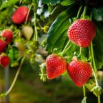 fragole in casa trapianto
