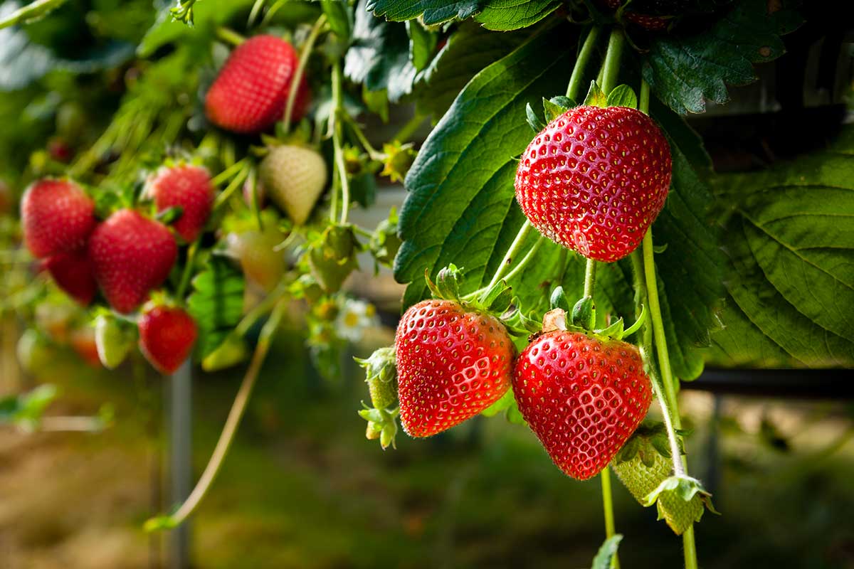 fragole in casa trapianto