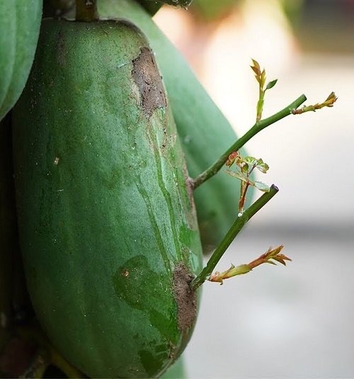 Cool Ways to Propagate Roses From Cuttings 28