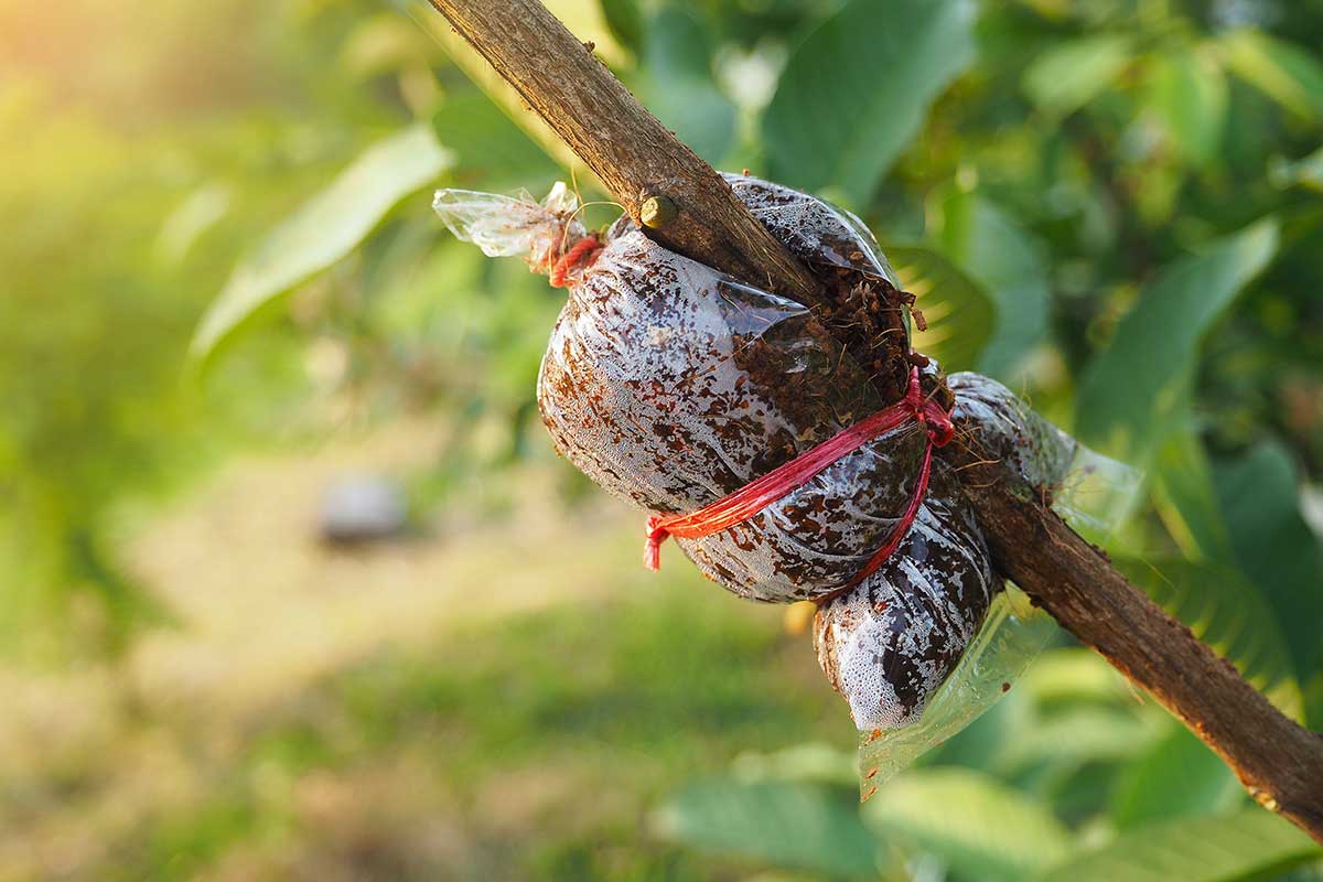 modi folli per propagare le rose da talea