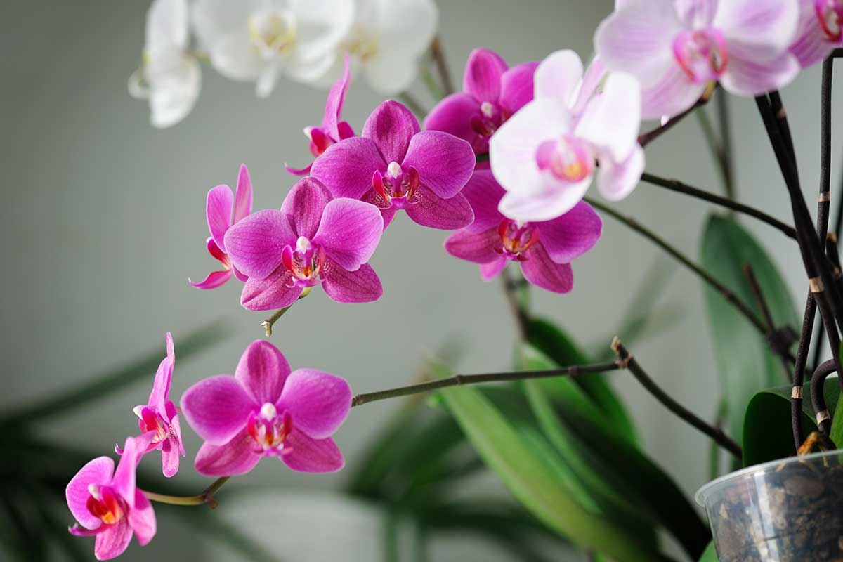 nutrire orchidee con ingredienti naturali