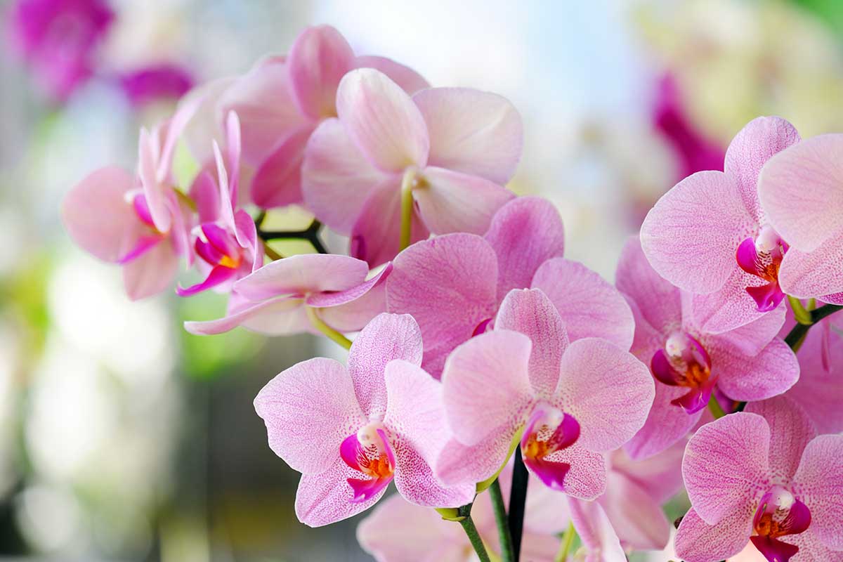 nutrire orchidee con ingredienti naturali