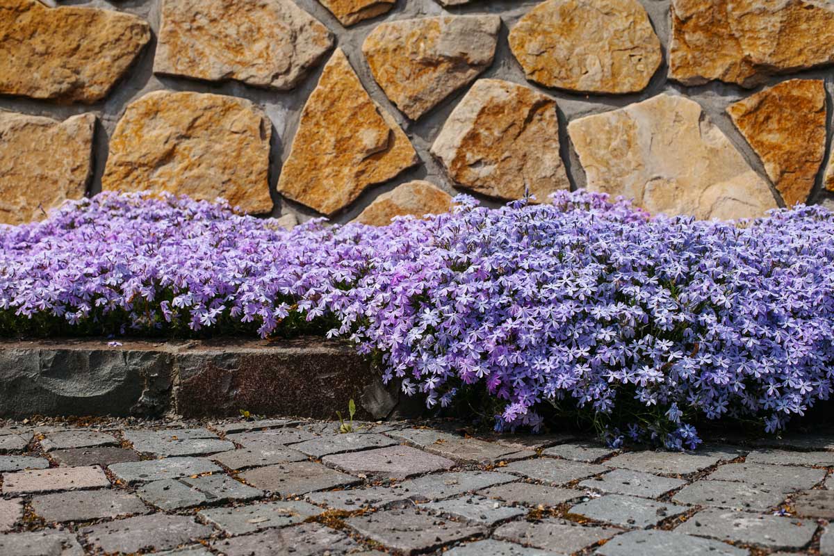 Phlox Strisciante per creare aiuole resistenti