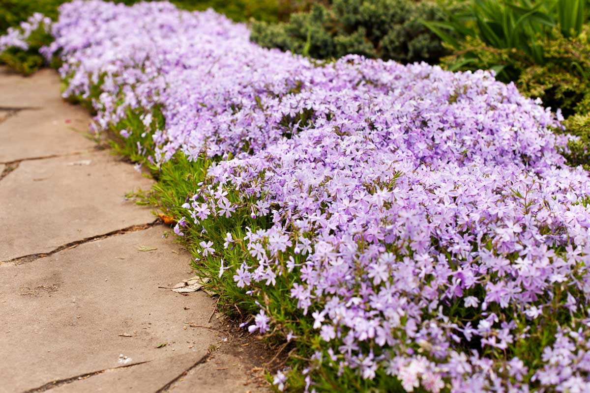 Phlox Strisciante in giardino.