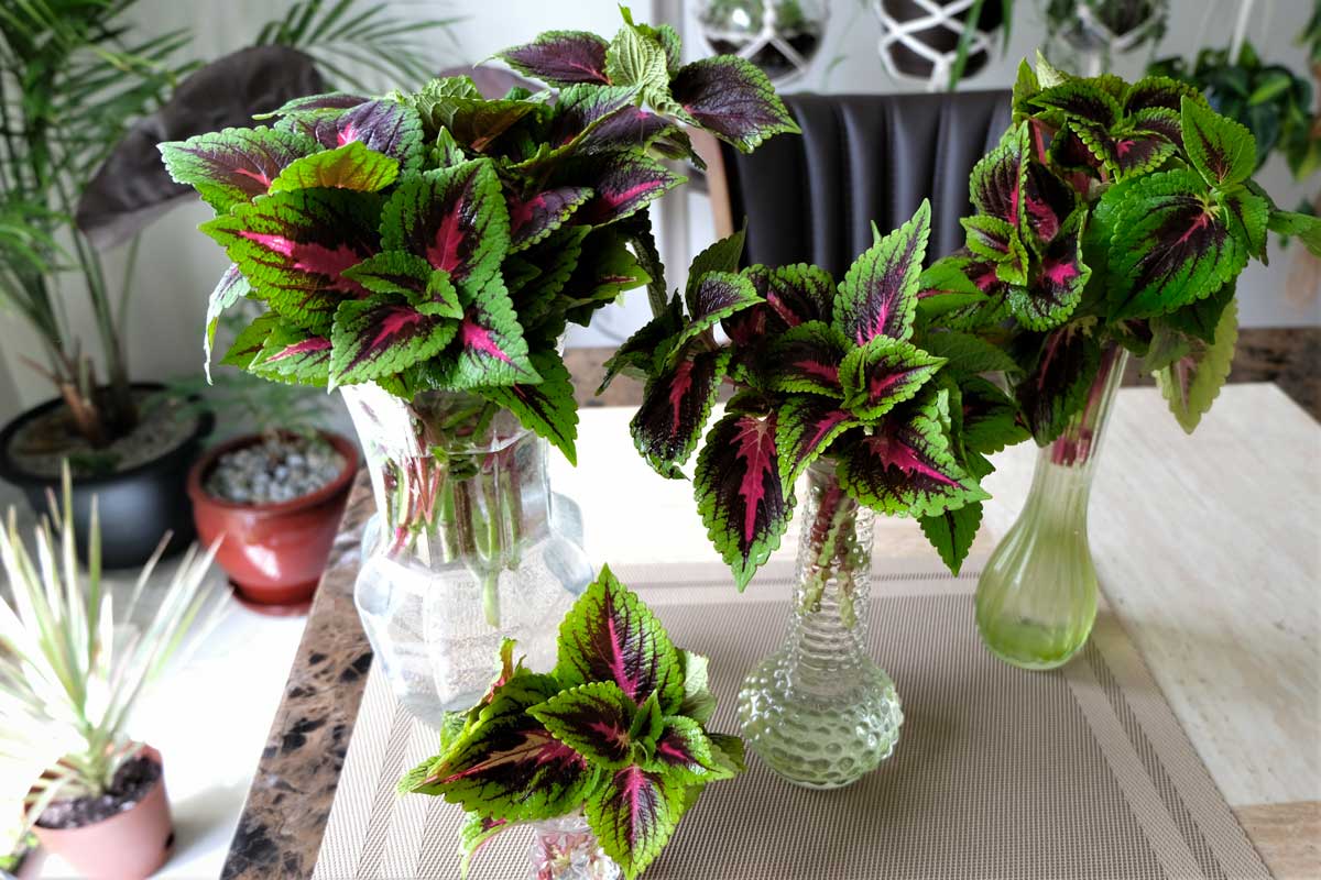 Coleus in acqua