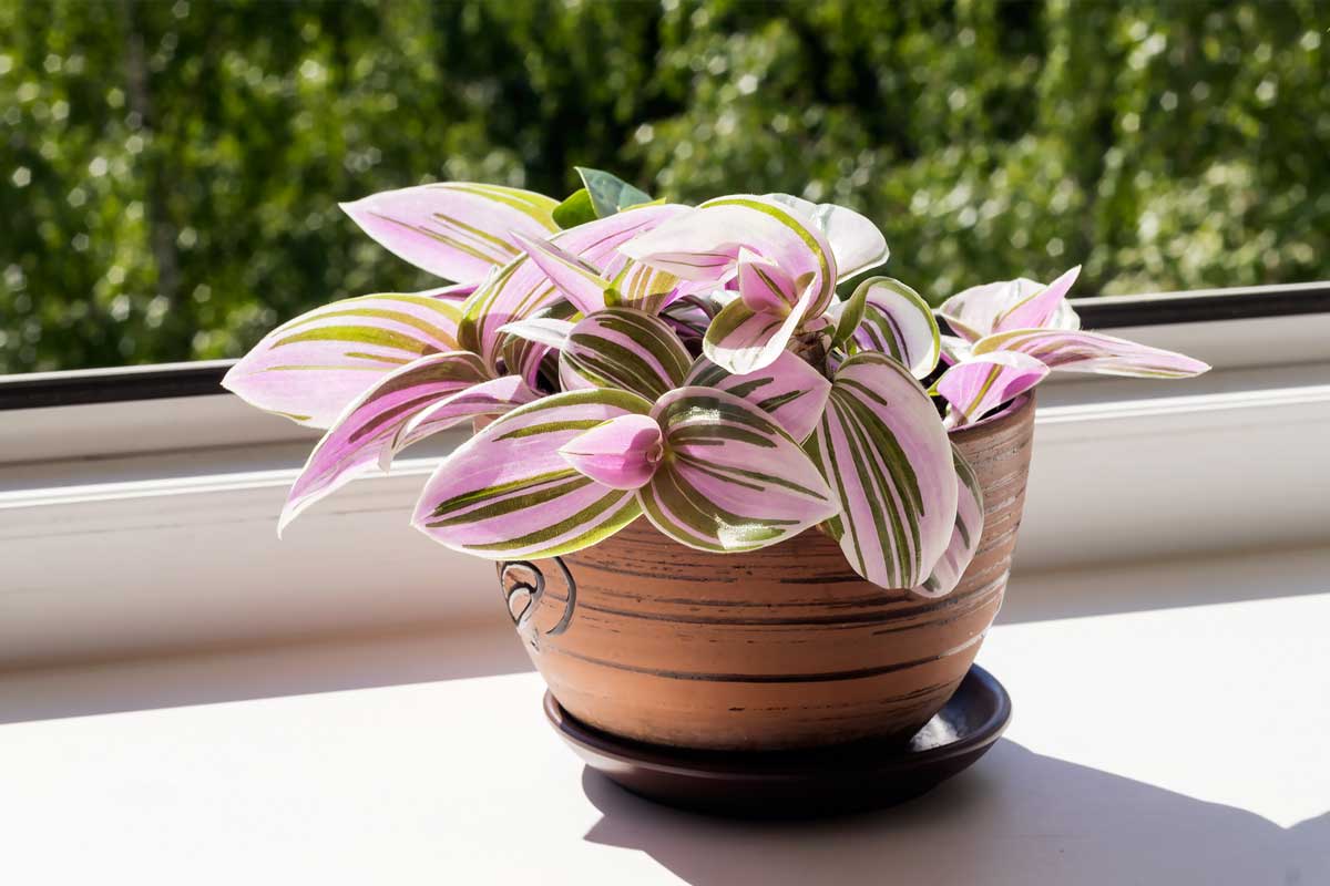 Tradescantia in vaso