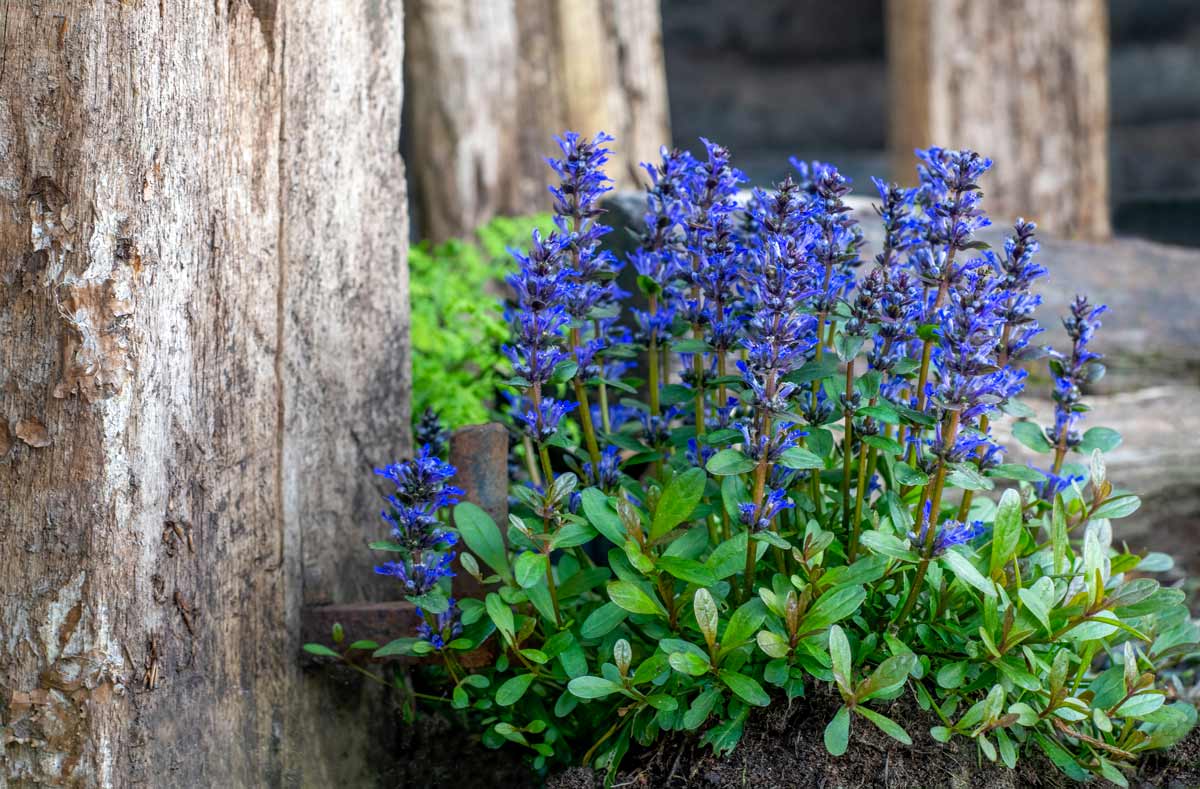 Ajuga Reptans