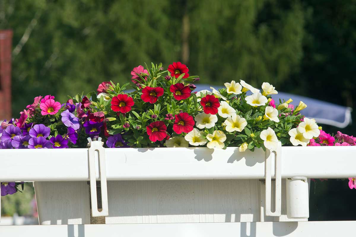 piante da mettere sul balcone a maggio