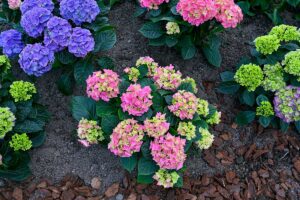 9 piante per trasformare un angolo ombreggiato del tuo giardino in un'aiuola colorata piante per un'aiuola super colorata anche all'ombra