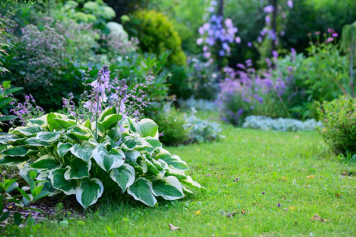 Hosta, pianta ideale per un aiuola all'ombra.